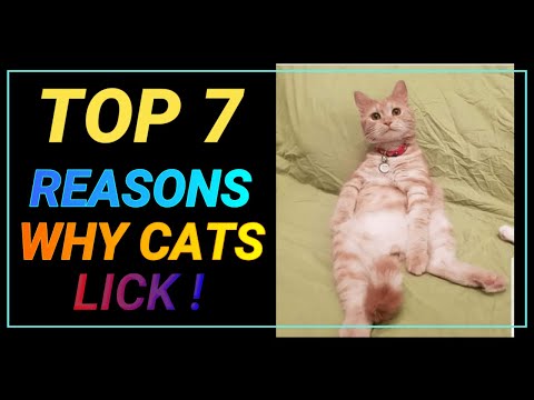 Why do cats lick each other then fight | My Kitti Cats