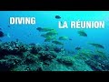 Plongée /Diving/Tauchen | La Réunion