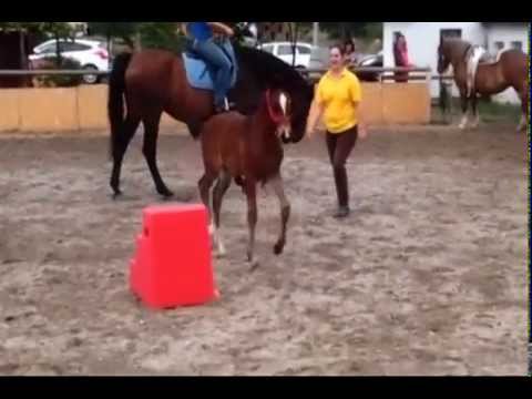 Samarien (Scuderia/San Brasil/Renomee)