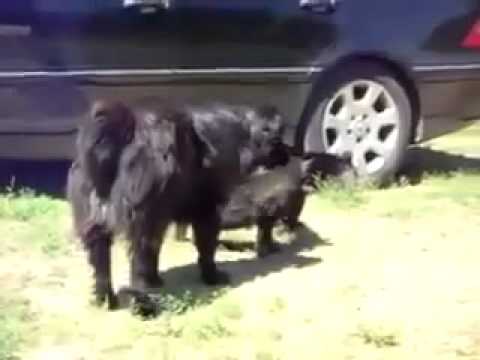 Streitschlichter in der Tierwelt