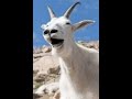 В мире животных - Пир коз 