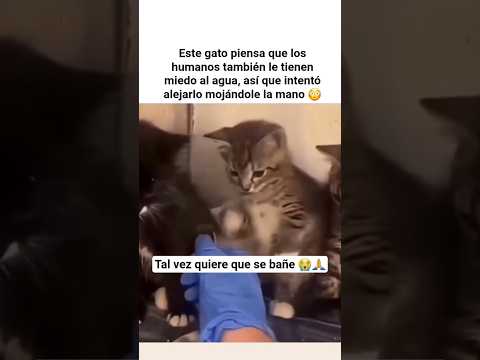 Gato PIENSA qur los HUMANOS le tienen MIEDO al agua 😭🙏 #shorts #cat