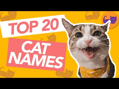TOP 20 Most Popular Cat Names in The WORLD