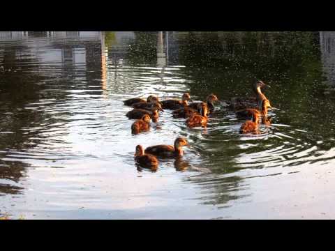 Flax Pond - LYNN , Ma   Ducklings  June 9th 2012