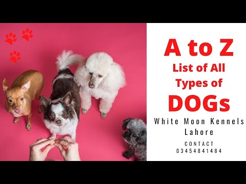 List of All Dog Breeds in The World (A to Z) | Types of All Dog Breeds in The World (A to Z) | Ep 01