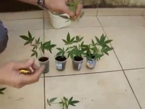 download lagu mp3 mp4 Clones De Cannabis, download lagu Clones De Cannabis gratis, unduh video klip Clones De Cannabis