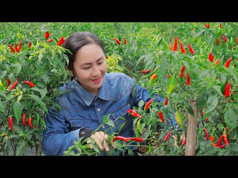 Harvest Bird's Eye Chili goes to the market sell | Emma Daily Life