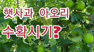 [햇사과 아오리수확] 아오리수확시기?