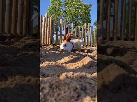 Si tu perro le gusta la arena, tienes que saber esto #perrosdivertidos #divertidos #perroquehabla