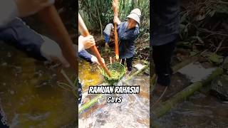 Download lagu Pakai akar rahasia ikan mudah ditangkap ‼️ cara tradisional nangkap ikan didesa #ikan #jenu #boalng mp3 Download lagu Pakai akar rahasia ikan mudah ditangkap ‼️ cara tradisional nangkap ikan didesa #ikan #jenu #boalng mp3