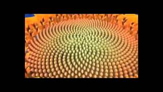 سبحان الخالق  الوهاب   آيات الخالق سبحانه في خلقه متسلسلة 'فيبوناتشي', النسبة الذهبية في الطبيعة ,