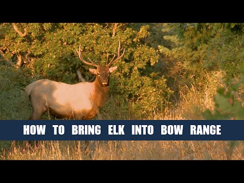 How To Bring An Elk In Close