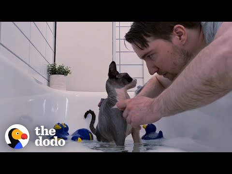 Watch This Guy Give His Cat a Bubble Bath | The Dodo