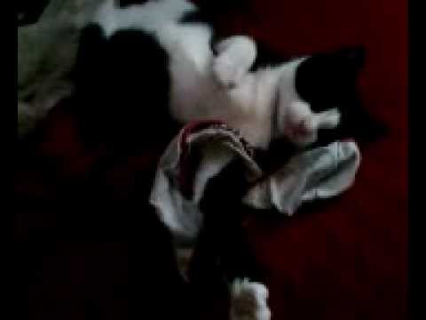 My cat wrestles my underwear