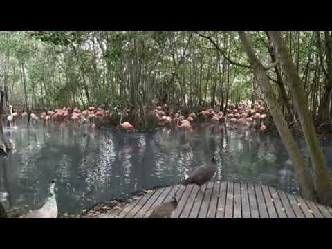 Allen Lee, Andres Blows - Color EP