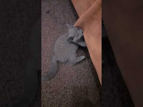 fluffy cat | #Shorts