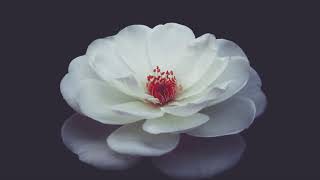 Park Hyo Shin ( 박효신 ) - The Other Day [별 시(別 時)]