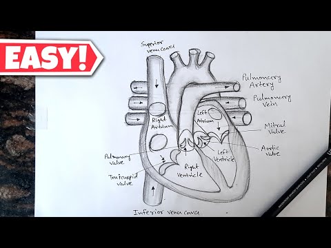 Human Heart Diagram Drawing with labelled // Class 10 Human Heart