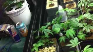 GreenThumb J on How to Prepare Rockwool Grow Cubes for use