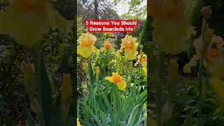 5 Reasons You Should Grow Bearded Iris #garden #gardening #gardeningideas