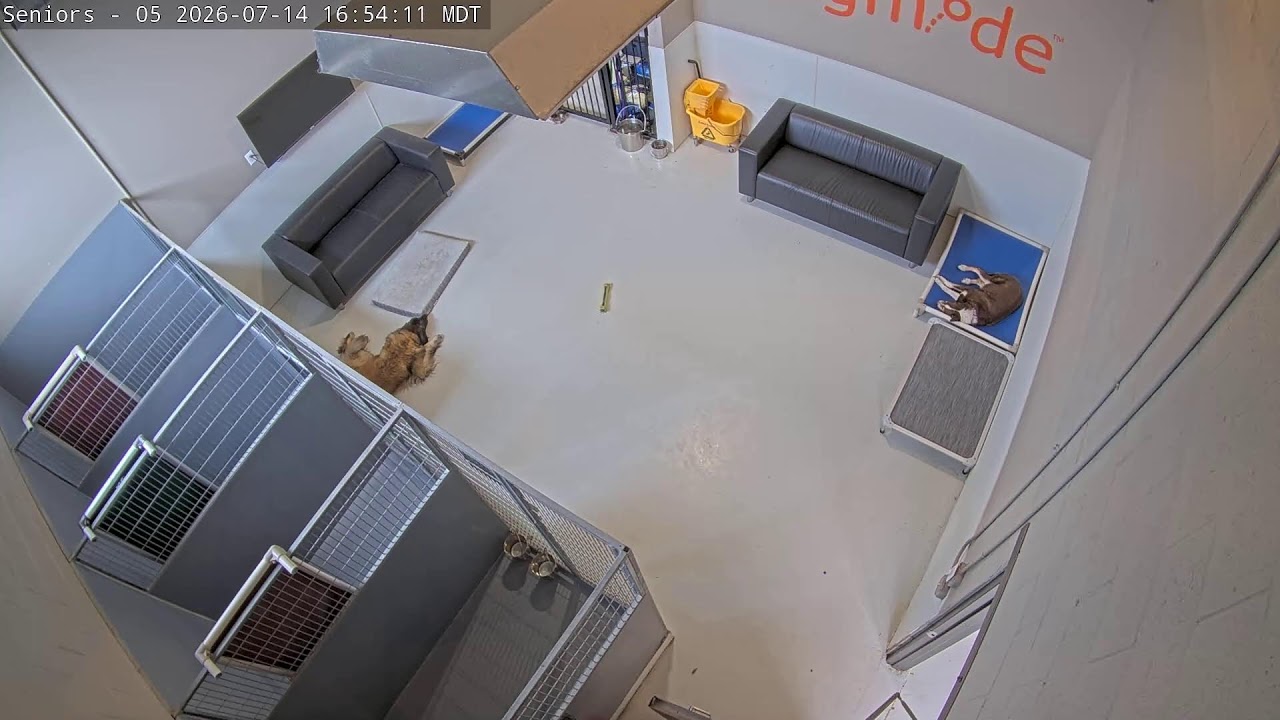 Live webcam view of DogMode Senior Dogs Lounge