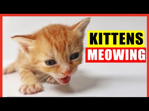 Kittens Meowing. High Quality Kitten Meowing Sounds to Find Your Cat. Cute Kittens Meowing Loudly