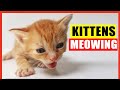 Kittens Meowing High Quality Kitten Meowing Sounds To Find Your Cat Cute Kittens Meowing Loudly