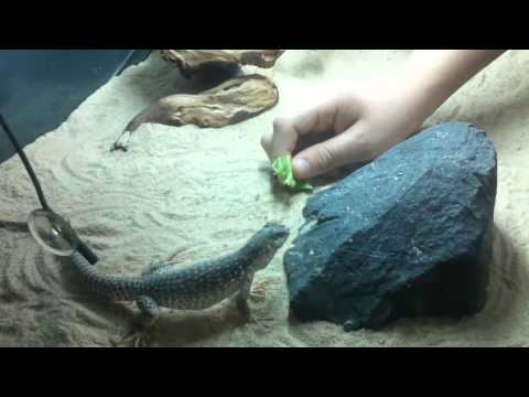 Dipsosaurus Dorsalis - Dinner Time - StreeksReptile