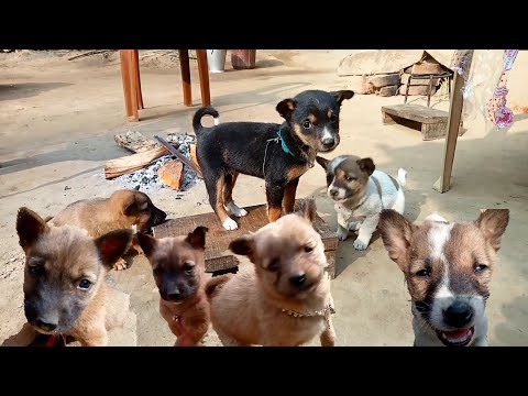 🐕🐕 Playing the Dog 🐕🐕