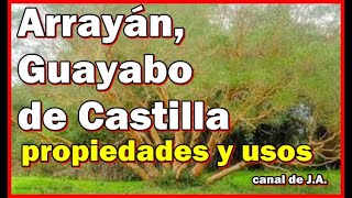 Arrayán, Guayabo de Castilla propiedades y usos