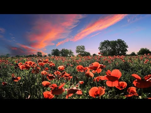 RON!N X KÉDALOS - NEVER