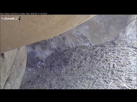 Condor Chick Flaps Tiny Wing Nubs and Explores Nest Site | California Condor Cam — Pole Canyon