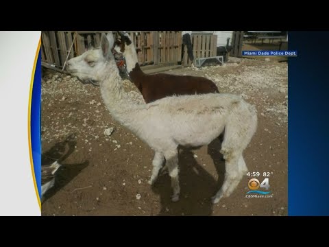 200 Animals Removed From Ranch By SPCA