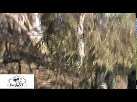 اشتباكات بين لواء بروج الإسلام وقوات النظام على جبهة تل الجابية في ريف درعا الشمالي الغربي