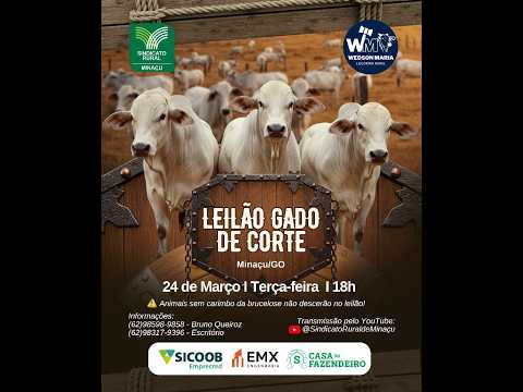 LEILÃO GADO DE CORTE - SINDICATO RURAL DE MINAÇU GO - 24/03/2026