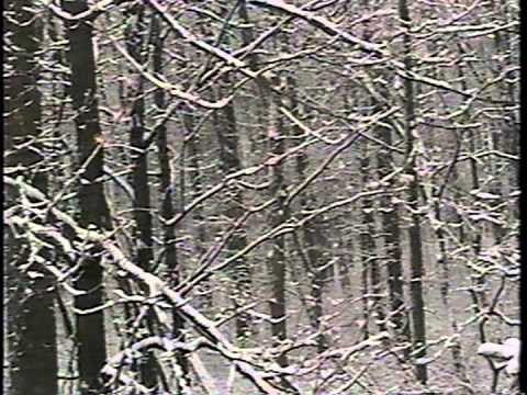 Drone Forest - DF01 - Drone Forest Video 4