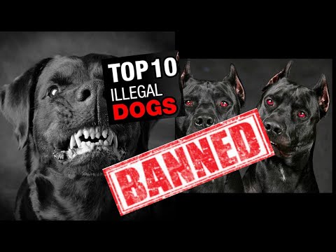 Top 10 Banned Dog Breeds  , Top 10 Illegal Dog Breeds
