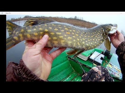 Piękny Szczupak z płycizn na spinning/ Atak szczupaka /Wędkarstwo spiningowe /Szydłoś # Vlog 2