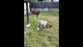 Camping Ushuaïa Villages La Conge - Camping Vendée - Image N°2