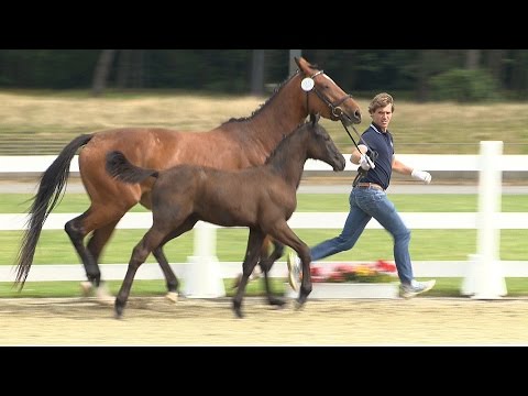 Hf v Cornet Obolensky x Diamant de Semilly x Contender