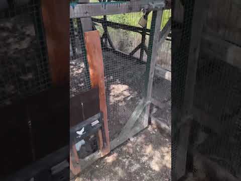 Una Volpe nel Pollaio: 20 Galline e 4 Anatre Uccise in Una Notte! 🦊⚠️ un dispiacere enorme