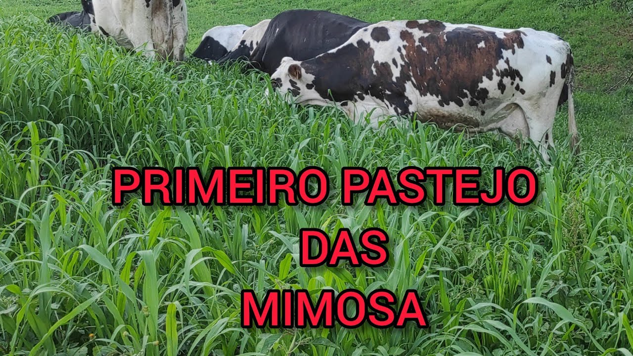 PRIMEIRO PASTEJO NO MILHETO HÍBRIDO
