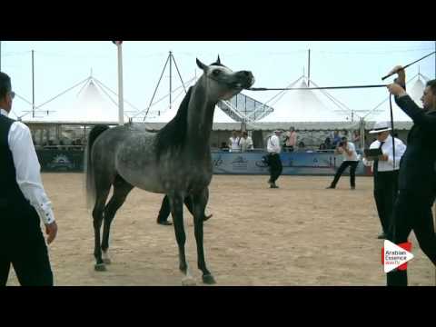 N.130 DON LUCIANO - Menton 2016 - Stallions 4-7 years old (Class 9)
