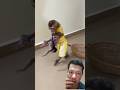 Monyet Dan Dua Bayi Monkey Babymonkey Animals Cute Hewan Lucu Shorts Hiburan Shortvideo