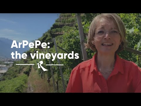 ArPePe in Valtellina - The vineyards