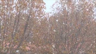 Let the spider run alive (moddi)