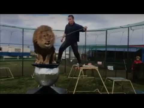 Training with Tsavo the lion (2014)