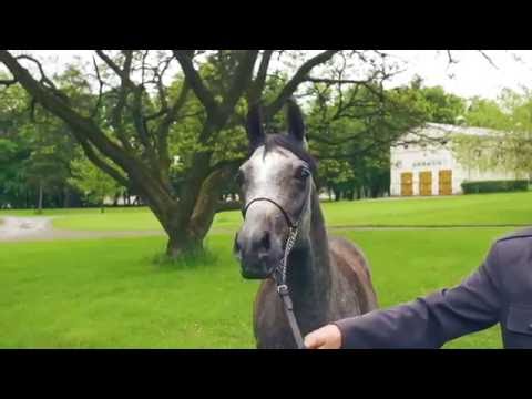 Pride Of Poland 2016 - Cefena