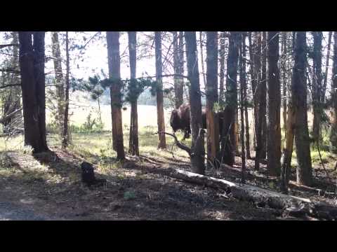 Polowanie na bizony cz. 2