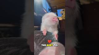 This Baby Pig’s Secret Life Will Melt Your Heart 🐷💖